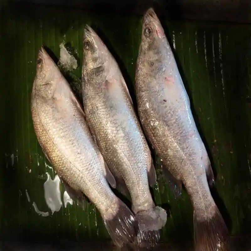 Koral - Medium(800gm - 1Kg) /Pc
